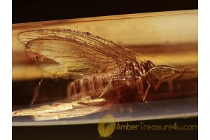 NEUROPTERA LACEWING in Genuine BALTIC AMBER 1156