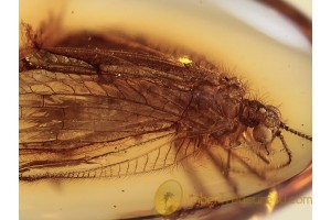 NEUROPTERA LACEWING in Genuine BALTIC AMBER 1232
