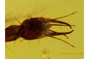 NEVRORTHIDAE Aquatic Lacewing Larvae in BALTIC AMBER 558