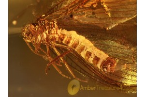 NEVRORTHIDAE LACEWING in Genuine BALTIC AMBER 959