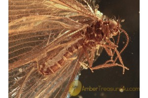 NEVRORTHIDAE Superb Looking LACEWING in BALTIC AMBER 960