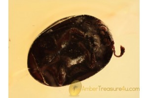 NITIDULIDAE Tiny SAP BEETLE in BALTIC AMBER 1203