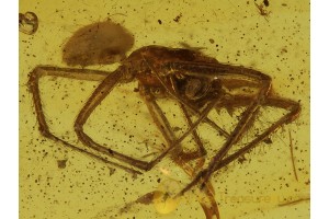 Nesticidae SCAFFOLD WEB SPIDER  in BALTIC AMBER 386