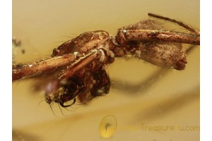 Nesticidae SCAFFOLD WEB SPIDER  in BALTIC AMBER 1080