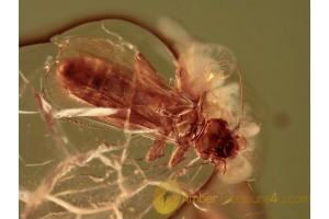 Nice ARCHIPSOCIDAE Scale Insect in BALTIC AMBER 1133