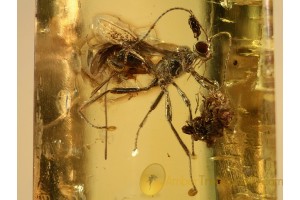 Nice BRACONIDAE WASP Inclusion in BALTIC AMBER 758
