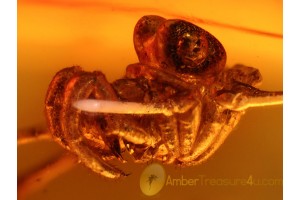 Nice CADDO DENTIPALPUS HARVESTMEN in BALTIC AMBER 966