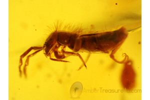 Nice COLLEMBOLA Inclusion Genuine BALTIC AMBER 290