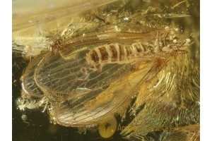 Nice LACEWINGS Sisyridae in BALTIC AMBER 463