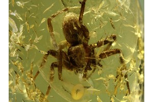 Nice LIOCRANIDAE SAC SPIDER in BALTIC AMBER 493