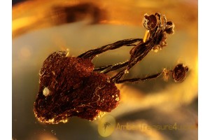 Nice OAK FLOWER Inclusion in BALTIC AMBER 971