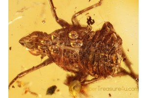 Nice PLANTHOPPER Nymph  in BALTIC AMBER 859