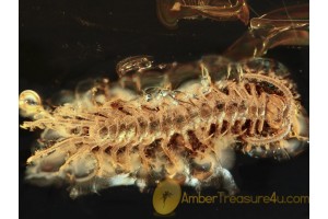Nice STONE CENTIPEDE LITHOBIIDAE in BALTIC AMBER 1026
