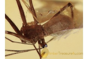 Nice SYNOTAXID SPIDER Inclusion BALTIC AMBER 1058