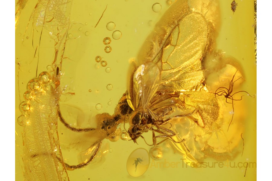 Nice WASP & BITING MIDGE Genuine BALTIC AMBER 193 Nice WASP & BITING MIDGE Genuine BALTIC AMBER 193
