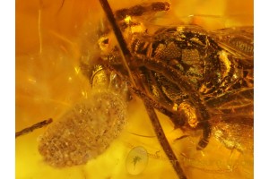 Nice WASP & COCCID LARVA in Genuine BALTIC AMBER  156