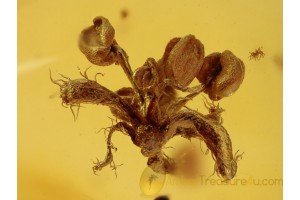 OAK FLOWER Inclusion in BALTIC AMBER 1033