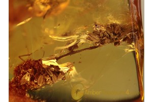 OAK INFLORESCENCE & MOTH Remains in BALTIC AMBER 988