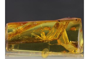 ODONATA - DRAGONFLY WINGS in BALTIC AMBER 334