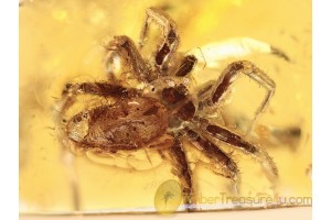 OECOBIIDAE Disc Web SPIDER in BALTIC AMBER 1055