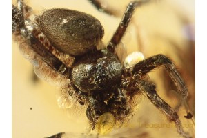 OECOBIIDAE Disc Web SPIDER in BALTIC AMBER 1056