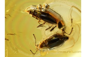 OMALIINAE 2 Ocellate Rove Beetles in BALTIC AMBER 632