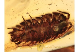 ONISCIDAE Huge Isopod Woodlouse in BALTIC AMBER 1180