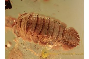 ONISCIDAE Isopod Woodlouse in BALTIC AMBER 1179