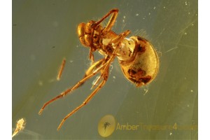 OONOPIDAE GOBLIN SPIDER in BALTIC AMBER 657