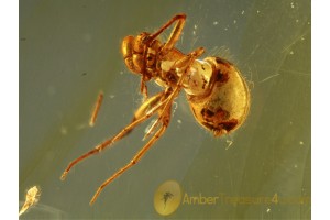 OONOPIDAE GOBLIN SPIDER in BALTIC AMBER 657