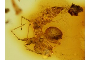OONOPIDAE ORCHESTINA SPIDER w PREY in BALTIC AMBER 497