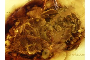 ORTHEZIIDAE Large ENSIGN COCCID in BALTIC AMBER 652