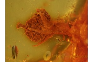 OXALIDACEAE Fruit & Nice SPLINT in  BALTIC AMBER 727