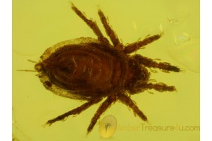 Oribatidae Superb MOSS MITE & BARK in BALTIC AMBER 157