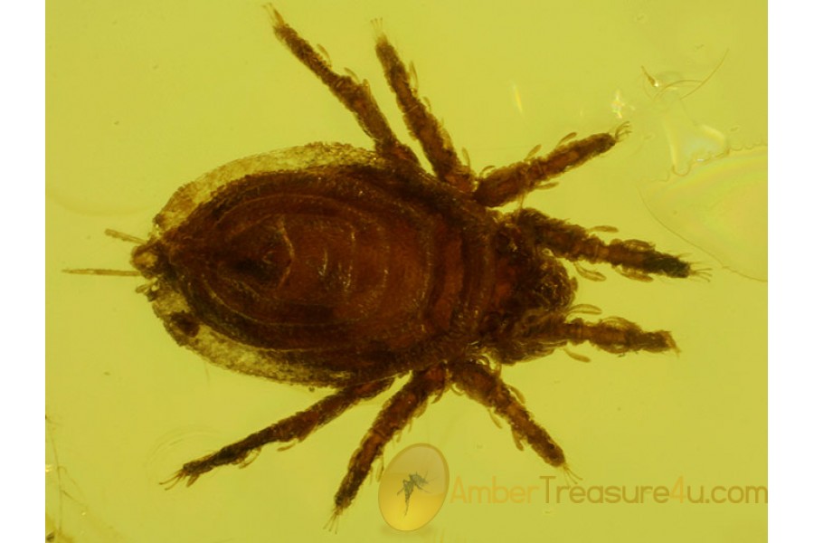 Oribatidae Superb MOSS MITE & BARK in BALTIC AMBER 157