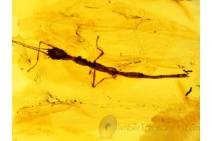 PARASITIC MITES on Giant 15mm WALKING STICK in BALTIC AMBER 184