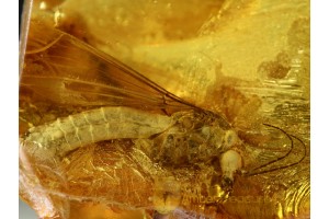 PARASITIC MITES on TIPULIDAE CRANE FLY in BALTIC AMBER 538