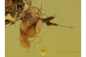 PARASITIC MITE on FLY Head in BALTIC AMBER 699