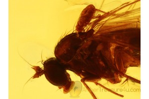 PARASITIC MITE on Long-Legged FLY in BALTIC AMBER 700
