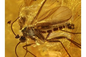 PARASITIC MITE on SCIARID GNAT in BALTIC AMBER 714