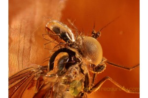 PARASITIC MITE on Dolichopodid FLY in BALTIC AMBER 917