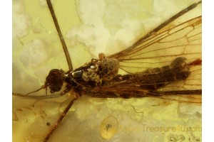 PARASITIC MITE on CRANE FLY in BALTIC AMBER 1022