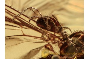 PARASITIC MITE on FUNGUS GNAT in BALTIC AMBER 1044