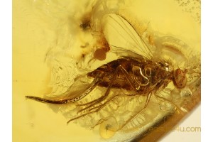 PARASITIC NEMATODA ROUND WORM  in BALTIC AMBER 701