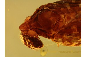 PARASITISM ? MITE Suck to PLANTHOPPER in BALTIC AMBER 668