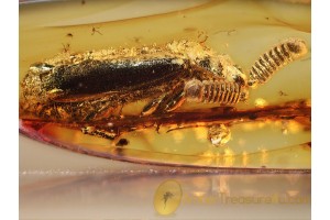 PAUSSIDAE Ant Nest BEETLE in BALTIC AMBER 923
