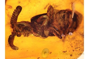 PAUSSIDAE Ant Nest BEETLE in BALTIC AMBER 1025