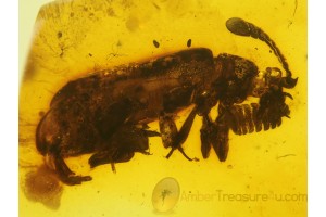 PAUSSINAE Ant Nest BEETLE in BALTIC AMBER 342