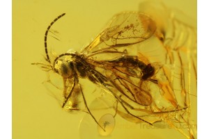 PAXYLOMMATIDAE WASP in Genuine BALTIC AMBER 287