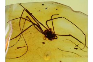 PHALANGIDA HARVESTMEN OPILIONE in BALTIC AMBER  212